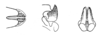 Xyleus modestus (Giglio-Tos, 1894): Fig. 15. apical endophallic valves, dorsal, lateral, caudal. (Otu).