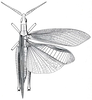 Hyalopteryx rufipennis Charpentier, 1845: Fig. 72. male, dorsal view. (Otu).