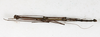 CollectionObject 1558531; 19b0f613-4523-4af7-969e-1e3b2e2e2d5c: copyright MHNG Geneva. male, dorsal view (holotype). (CollectionObject).