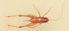 CollectionObject 1516678; ce8b1731-cce7-4142-95ee-22e0bd88638d, NHMUK015982126: female, dorsal view (holotype). (CollectionObject).