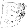 Pygofer (E. bisetosa Dwor.) Depicts Pygofer, lateral view, an Observation.;Pygofer (E. bisetosa Dwor.) Depicts Pygofer, lateral view, an Observation.