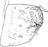 Pygofer, lateral view: Pygofer (E. bisetosa Dwor.). (Observation).