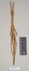 CollectionObject 1562972; 1352e632-389c-4b3a-881f-3ea91749d186: copyright Natural History Museum, London. female (paratype). (CollectionObject).;CollectionObject 1562973; f491bf24-c43d-4575-8225-d562efcae64a: copyright Natural History Museum, London. female (paratype). (CollectionObject).