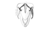 Cloephoracris festae (Giglio-Tos, 1897): Fig. 2B. male abdomen tip, dorsal view. (Otu).