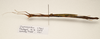 CollectionObject 1595855; bd858858-873a-4bd8-852b-3e9f15722101: copyright LKCNH, Singapore. female, lateral view (paratype). (CollectionObject).