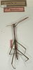 CollectionObject 1560472; NMW 649, a82f44a3-034e-466c-beff-f4f284b955a0: copyright NMW, Vienna. male (holotype). (CollectionObject).
