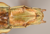 CollectionObject 1559890; 460ce897-92ad-479a-8af5-ca677354b80c: copyright OUMNH. female: end of abdomen, ventral view of synonym Diapherodes (Craspedonia) undulata (holotype). (CollectionObject).