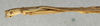CollectionObject 1558011; NMW 395, eaf633e4-1b73-4567-8e2c-c309edb54d8b: copyright NMW, Vienna. male:head and thorax, lateral view (holotype). (CollectionObject).