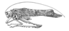 Diogena fausta (Burmeister, 1838): Fig. 152. male habitus. (Otu).