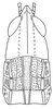 Pamphagodes riffensis Bolívar, 1878: Fig. 6. male, head and pronotum, dorsal view (total length 8.9 mm). (Otu).