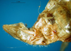 CollectionObject 1500351; de943730-1b82-4fdf-802f-881ad64a514d, DORSA BTamymutS01: female ovipositor (holotype). (CollectionObject).