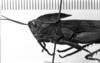 CollectionObject 1530628; 9124cca9-8691-4510-9d3b-06671ac7ca3a: Image Carbonell, C.S. male head and pronotum, lateral view. (CollectionObject).