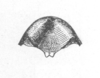 Ceuthophilus (Ceuthophilus) walkeri Hubbell, 1929: Fig. 663. male epiproct. (Otu).