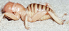 CollectionObject 2782536; ef9f9e4e-737f-402e-8360-053e447ed544, CAS Entomology type 20194: (CollectionObject).