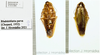 Rhabdoblatta parva (Chopard, 1952): (Otu).