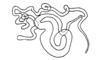 Lysacris festae (Giglio-Tos, 1898): Fig. 11a. spermatheca. (Otu).