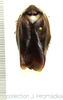Gyna bisannulata Hanitsch, 1950: Gyna bisannulata, female. (Otu).