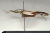 CollectionObject 1558268; f3dad98e-bffc-419f-b891-eed915efa757: copyright MIZ, Warsaw. male, lateral view (syntype). (CollectionObject).;CollectionObject 1558269; b4cef16c-4cb8-45c5-b455-7adc37dbc9d4: copyright MIZ, Warsaw. male, lateral view (syntype). (CollectionObject).