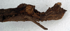 CollectionObject 1561558; NMW 46, da77ddaf-f5a4-404e-8f91-8c5ca5cff03a: copyright NMW. Datames mitratus female: end of abdomen, lateral view (lectotype). (CollectionObject).