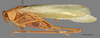 Elbenia makilingae Hebard, 1922: male, lateral habitus, scale bar: 5 mm, Mount Makiling, UPLBMNH Need ID verification. (Otu).