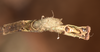 CollectionObject 1557324; 88f5273c-3787-4a94-a576-769194d15fb7: copyright OUMNH. male: end of abdomen, ventral view (holotype). (CollectionObject).