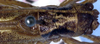 Nannonotus alatus Beier, 1960: male, dorsal view (Costa Rica). (Otu).