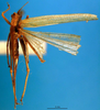 CollectionObject 1501743; d3d15413-78da-484e-aaa3-726adcd77867, DORSA BT000032S02: female habitus dorsal view (paratype). (CollectionObject).