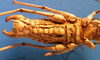 CollectionObject 1538276; d470b7a3-3766-4475-bd27-8b8a1454163e: male, ventral view (holotype). (CollectionObject).