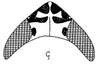 Head: !! display not done !! on Loreta (Loreta) cruciata (Linnavuori, 1959): head, dorsally. (Observation).