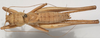 CollectionObject 1527099; c2e3f863-5af9-4251-92e4-d7f58587ec01: male, dorsal view (holotype). (CollectionObject).