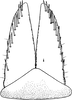 Subgenital plate: Subgenital plate. (Observation).