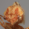 Head on Cyrtolobus oblongatus Ball, 1932: (Observation).