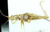 CollectionObject 1543091; 3f6055ff-6054-4d39-af26-b806237cdd5f: male, ventral view (holotype). (CollectionObject).
