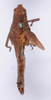 CollectionObject 1535862; 9cd8f419-48f4-41bf-a0a8-8a19960dcd56: female, dorsal view (syntype). (CollectionObject).
