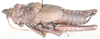 Loveridgacris impotens (Karsch, 1888): lateral view. (Otu).