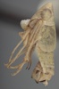 Habitus, lateral view on Athysanella (Gladionura) emarginata (Osborn, 1930): Lateral - male. (Observation).