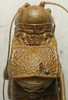 CollectionObject 1534977; 4a864c20-c84b-47ee-965a-f895f24b7e0e: male pronotum, dorsal view (syntype). (CollectionObject).