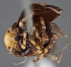 Habitus ventral view on Clastoptera tibialis Stål, 1862: (Observation).