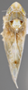 Habitus, dorsal view: !! display not done !! on Scaphytopius n. sp. PE14: Scaphytopius Ball, 1931: (Observation).