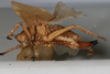 CollectionObject 1505714; 8c5e27ea-7eed-4a0c-867d-c977c139950a: female, lateral view (holotype). (CollectionObject).