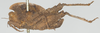 CollectionObject 1503209; a971e114-c73d-48f6-bc2c-04b33df4eda3: male, lateral view (holotype). (CollectionObject).