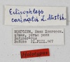 CollectionObject 1528779; 8db1dfe7-2def-47eb-9d84-d01999b68e5d: labels (holotype). (CollectionObject).