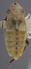 Habitus, dorsal view on Athysanella (Diphipyga) mexicana Johnson, 1979: Dorsal - Male. (Observation).