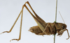 CollectionObject 1539769; 6ef2409b-b1c7-4640-98b1-6213b5ea8b39, MNHN-EO-ENSIF1605: male, lateral view (holotype). (CollectionObject).