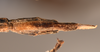 CollectionObject 1558490; aee7fa2c-e916-40b5-aa39-dca83fa57817: copyright UMO. female: end of abdomen, ventral view (holotype). (CollectionObject).