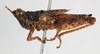 CollectionObject 1572720; f0b324d1-90f9-485a-8cbf-895d8129c703: male, lateral view (paratype of Ommexecha liaspis). (CollectionObject).