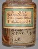 CollectionObject 1558994; 07c8b373-151c-4672-9044-c405cd3b7e66: copyright ZMHB, Berlin. female juv. [in alcohol] of Bacunculus bradypus (holotype). (CollectionObject).