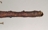 CollectionObject 1559426; NHMUK(SF IMPORT DUPLICATE) 844602, 404a42de-b0fc-4c69-be1c-c11288a485f8: copyright Natural History Museum, London. female: end of abdomen, dorsal view of synonym Lonchodes hosei herberti (holotype). (CollectionObject).