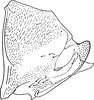 Pygofer, lateral view on Andrabia Ahmed, 1970: Pygofer (A. aurea Dwor. & Sohi). (Observation).