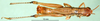 CollectionObject 1502121; f4a1cb9f-df66-4f71-a457-d98e5186139b: male, dorsal view (paralectotype). (CollectionObject).
